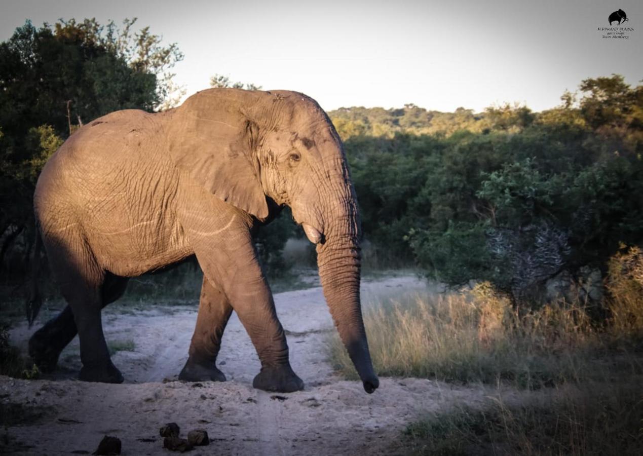 Elephant Plains Game Lodge Sabi Sand Game Reserve Buitenkant foto