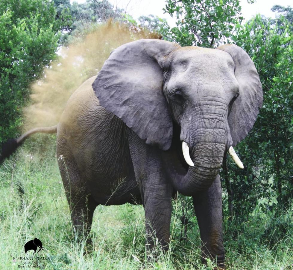 Elephant Plains Game Lodge Sabi Sand Game Reserve Buitenkant foto