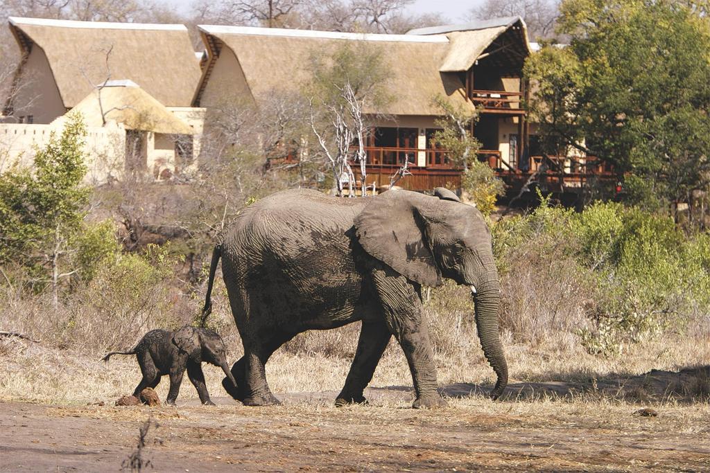Elephant Plains Game Lodge Sabi Sand Game Reserve Buitenkant foto