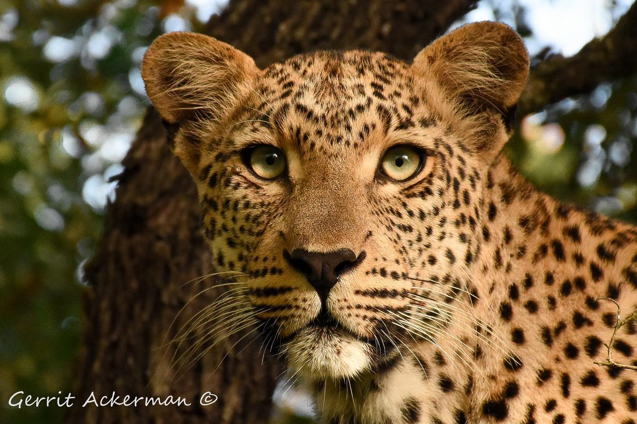 Elephant Plains Game Lodge Sabi Sand Game Reserve Buitenkant foto